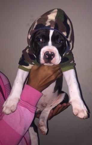 Vendo filhote de pitbull macho - Foto 2