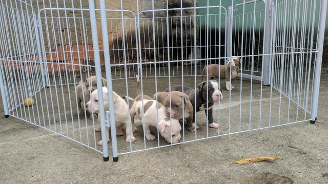 American Bully Pocket ( Aceito Cartão ) - Foto 4