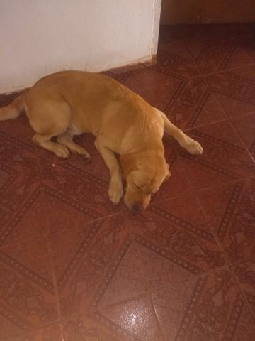 Veio mais eu pra minha casa estou procurando o dono! - Foto 2