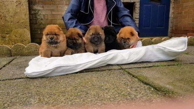 Chow-chow creme/laranja/preto, filhotes a pronta entrega ! - Foto 3