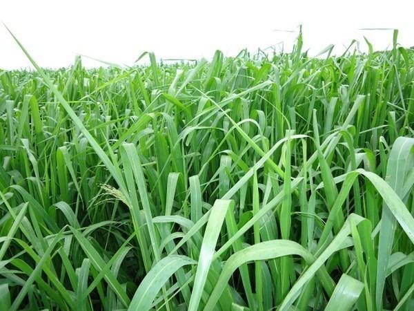 Sementes de Capim Panicum Maximum Mombaça Peletizada 10 kg - 80% - Foto 4