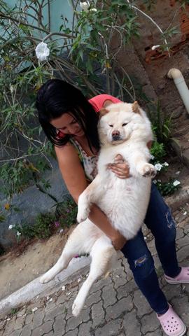 Chow Chow Creme Em Breve - Foto 6