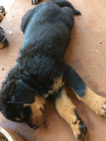 Lindos filhotes raça rottweiler.para venda.