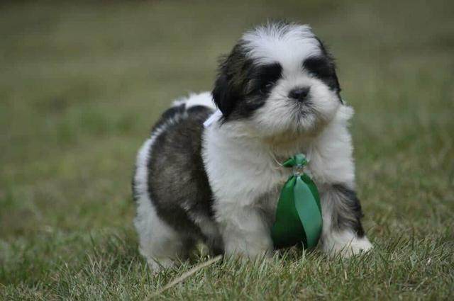 Microchipados Atestado de Saúde e Pedigree grátis Shih Tzu - Foto 3