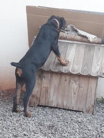 Vendo filhote de Rottweiler - Foto 6