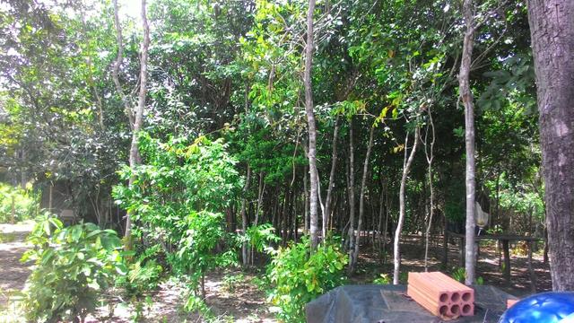 Vendo terreno no cucuruna - Foto 2
