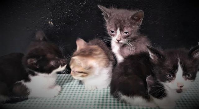 Gatinhos Para Doação - Foto 4