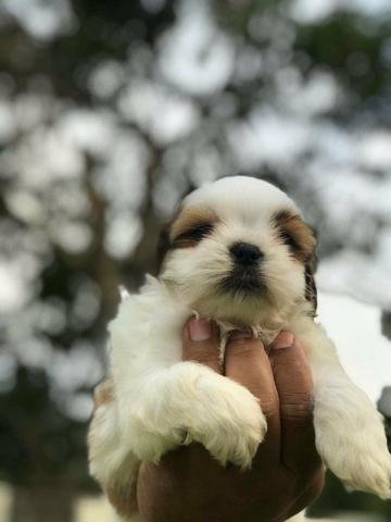 Para vc presentear quem Ama Shih tzus Filhotes Alto Padrão