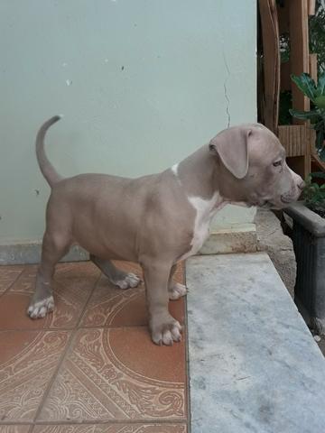 Filhotes de pitbul, pit bull com pedigree - Foto 2