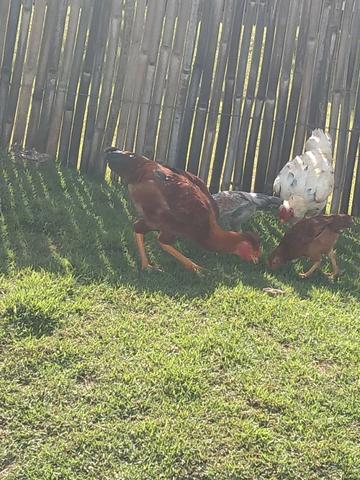 Frango de topete