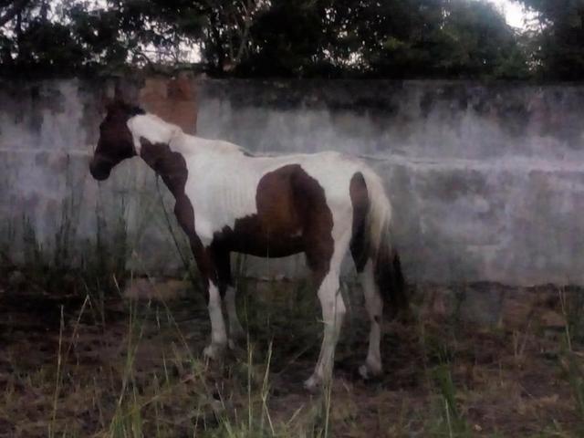 Vendo cavalo pampo e piquira - Foto 2