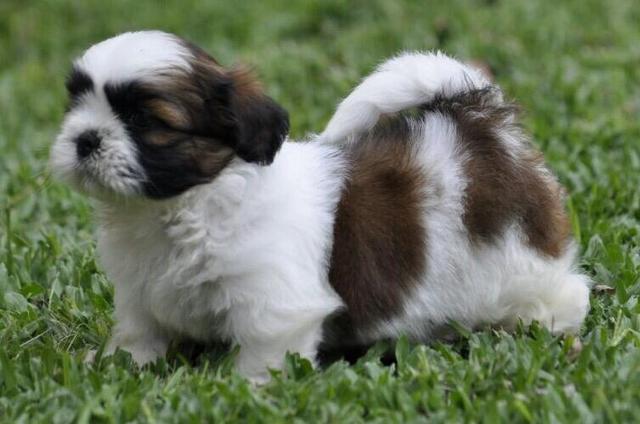 Machos e fêmeas de Shih Tzu em canil - Assistência pós venda - Foto 2