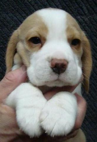 Beagle Filhotes Recibo Garantia Pedigree - Foto 3