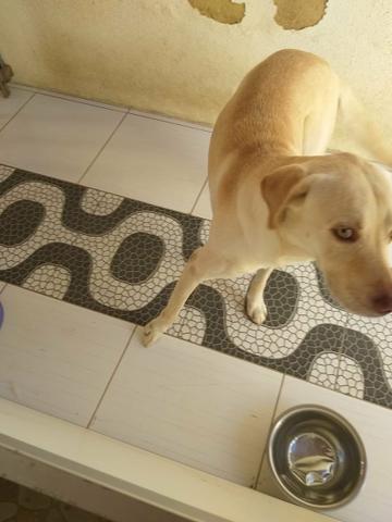 Cachorro para cruzar - Foto 3