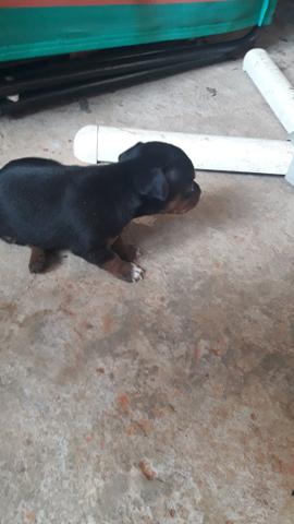 Pinscher filhotes - Foto 3