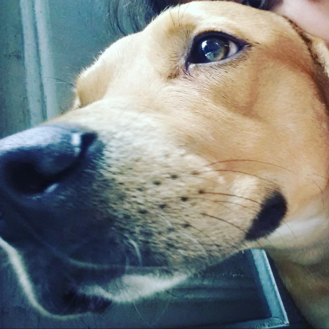 Cachorro