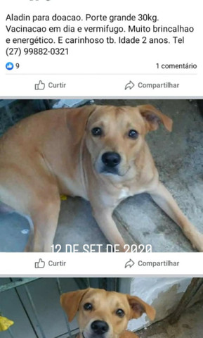 Cachorro - Foto 2
