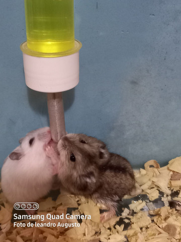 Hamster anão russo filhotes saudáveis - Foto 4