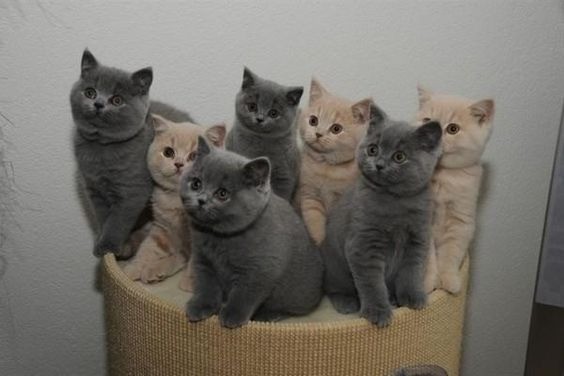 british shorthair