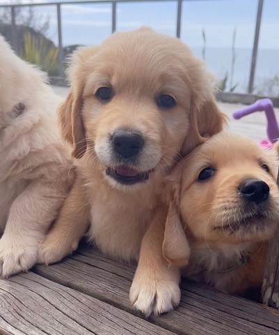 Golden Retriever filhotes 