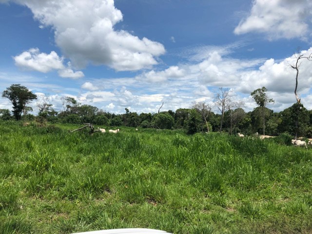 Fazenda  970 alqueires toda formada - Foto 2