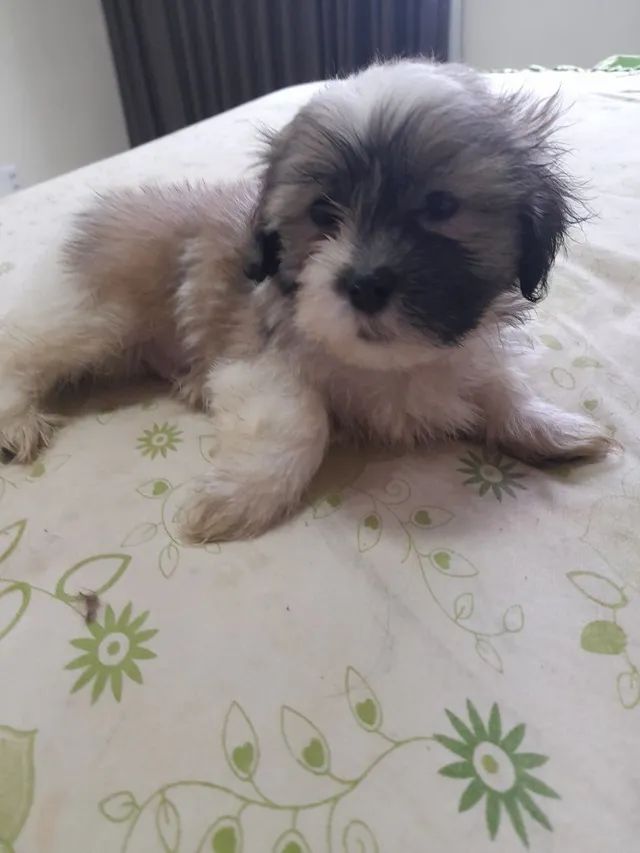 Um mais lindo q o outro - Foto 4