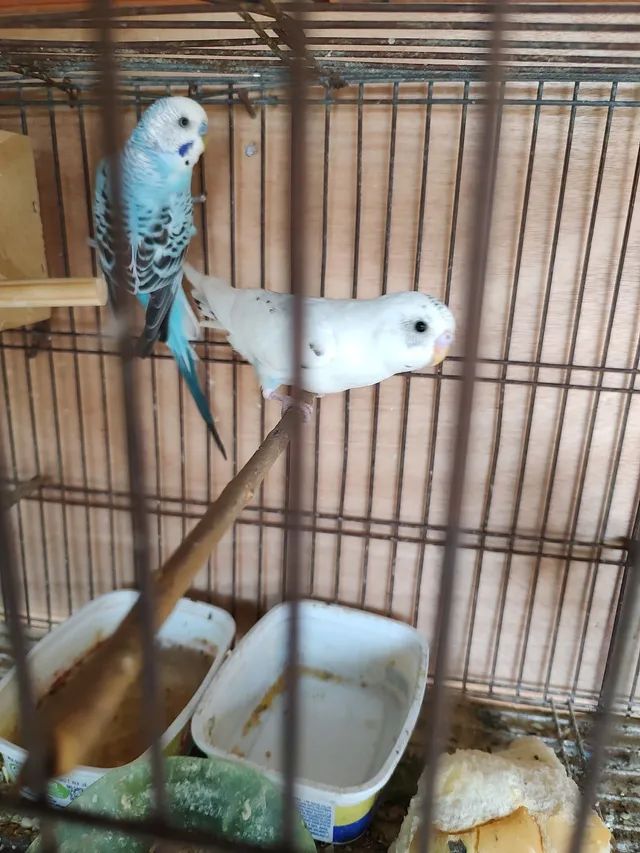 DISPONÍVEL  - Foto 3