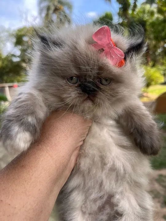 Persas diversas cores  - Foto 5