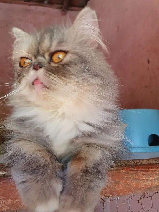 Casal de gatos persa com pedigree