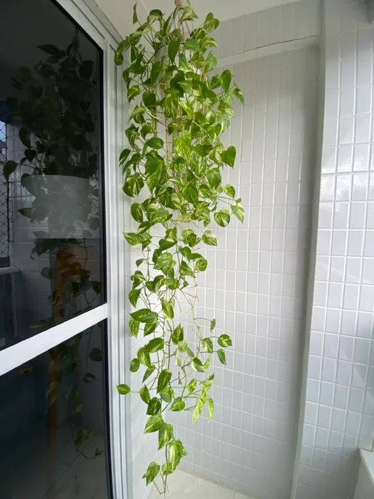 Vendo planta jiboia verde 