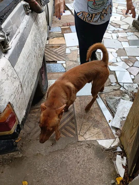 Cachorro caramelo para adoção - Foto 6