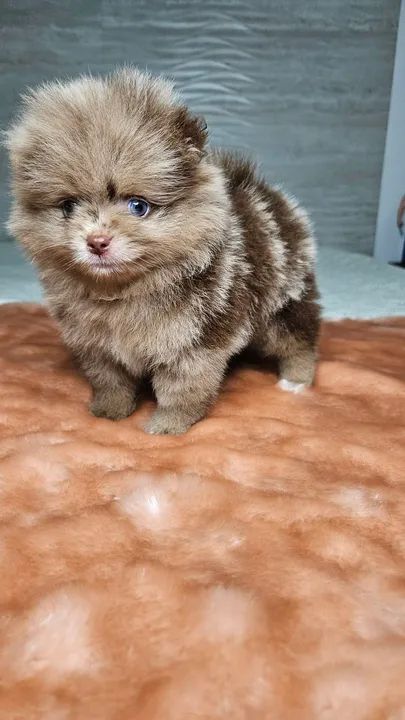 Spitz Alemão  em 10x cartão - Foto 6