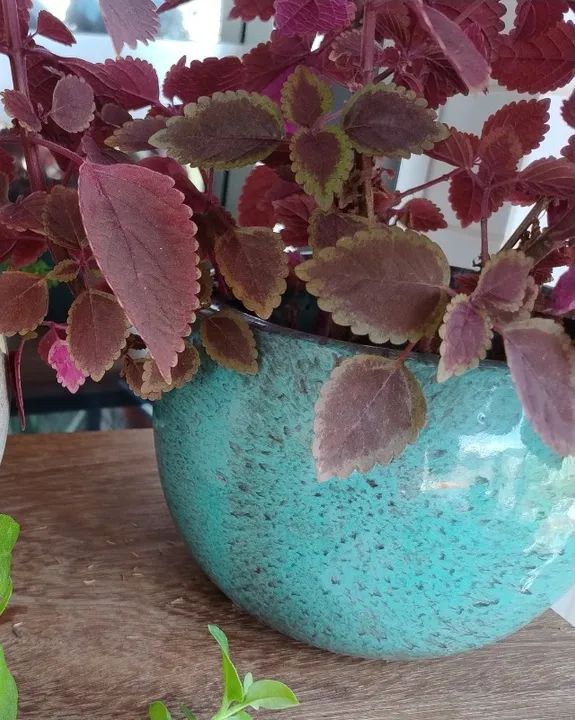 Vasos de plantas para meia  parede 