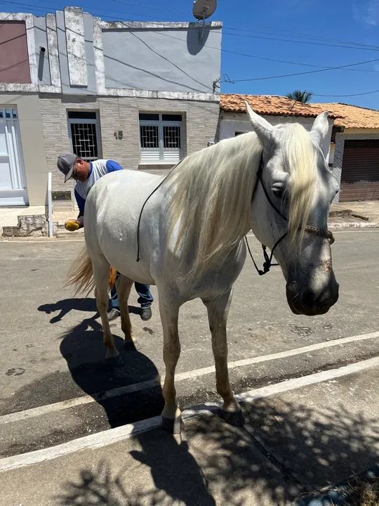 Cavalo Branco - Manso e Domado - Foto 2