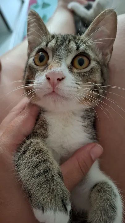 Gatinhos fofinhos para adoção! Já usam a caixa de areia e comem ração  - Foto 2