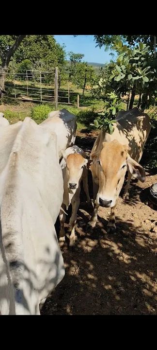 Novilhas / vacas/ cavalo - Foto 2