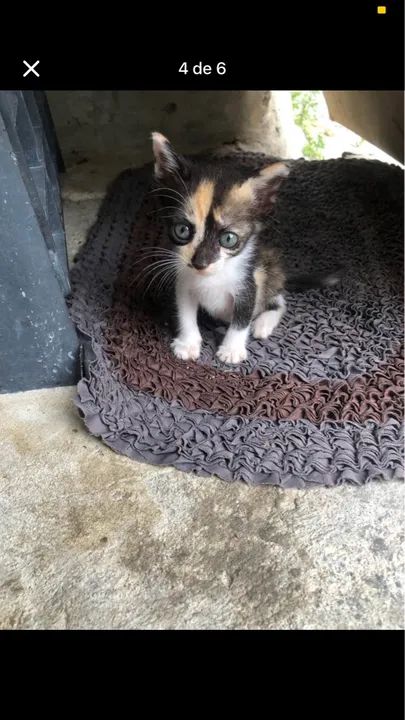 Gatinhos adoção responsável  - Foto 4