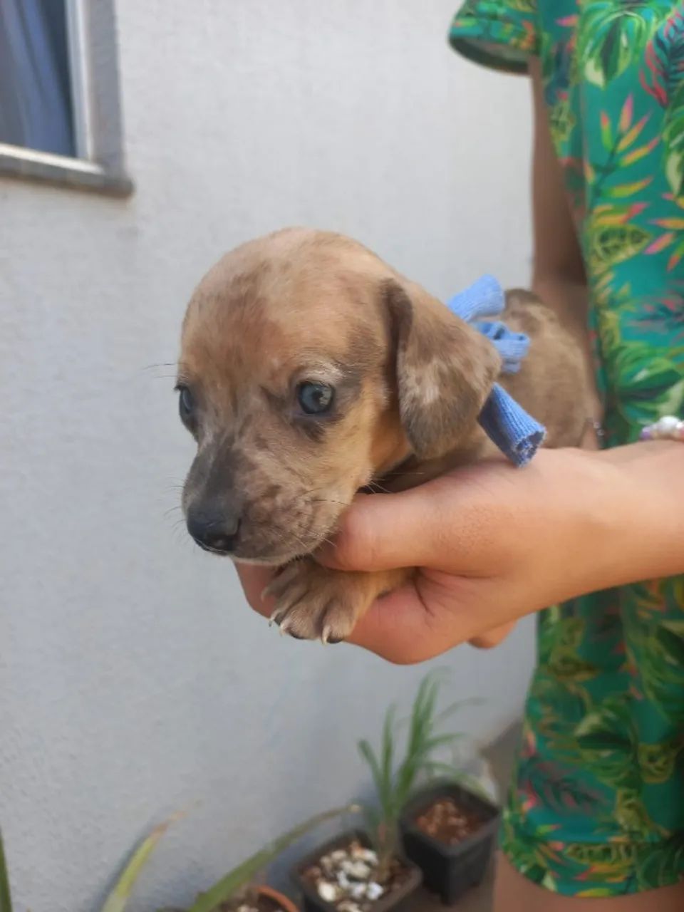 Dachshund arlequim Cachorros Jardim Europa, Uberlândia