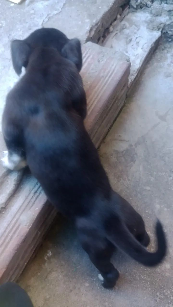 Pitbull fêmea 
