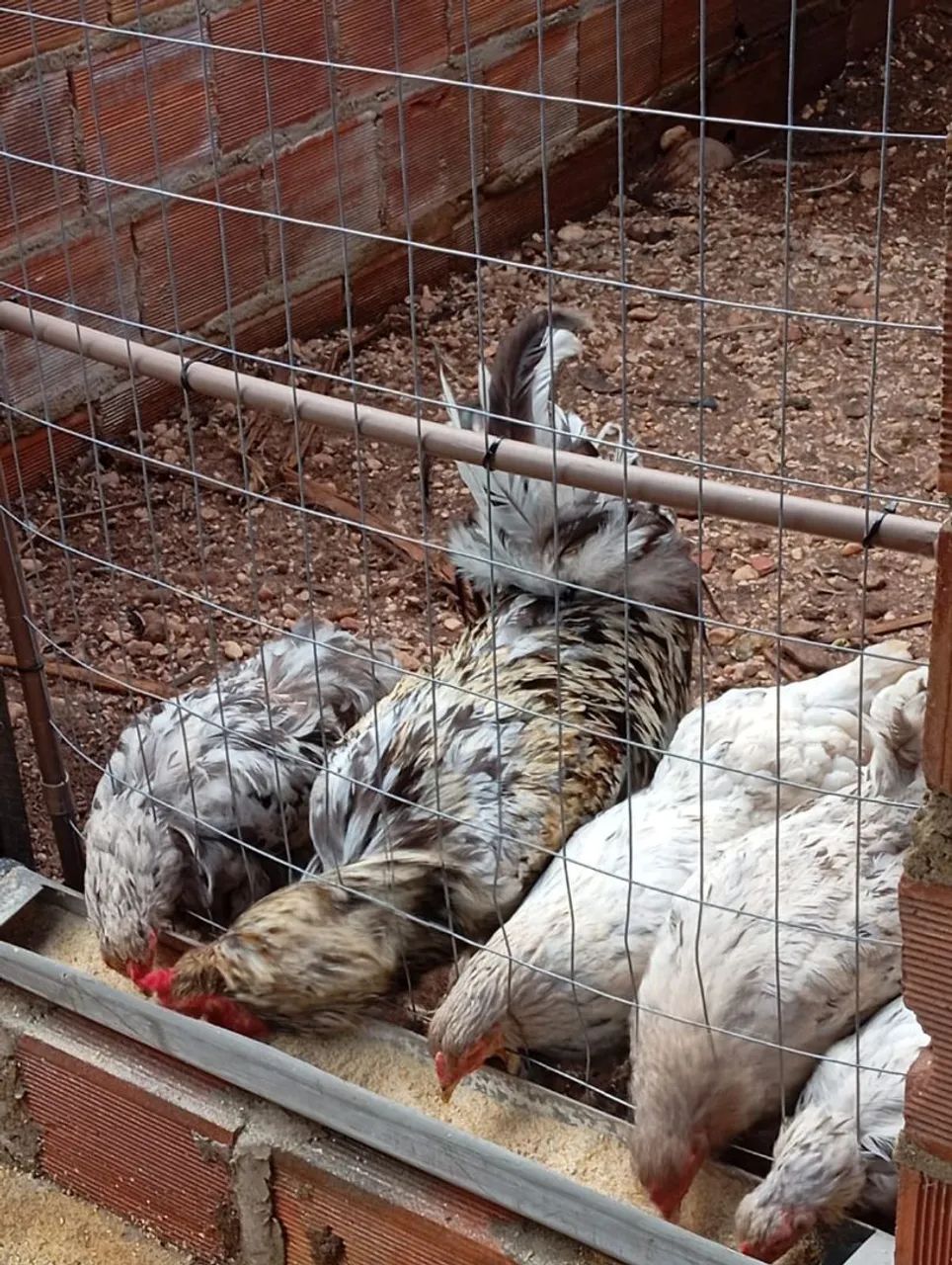 Pintos da raça Brahma para venda - Foto 3
