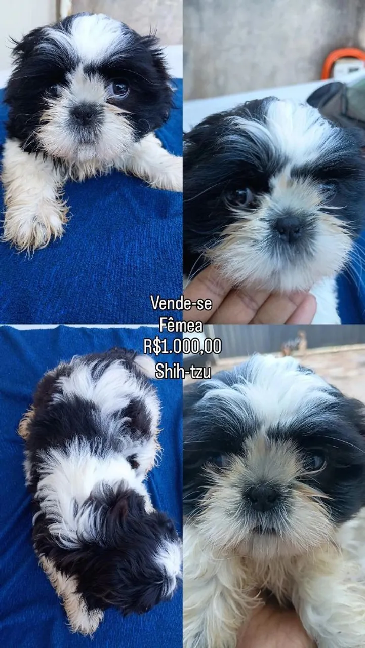 Filhote Shih Tzu Fêmea - R$1.000,00