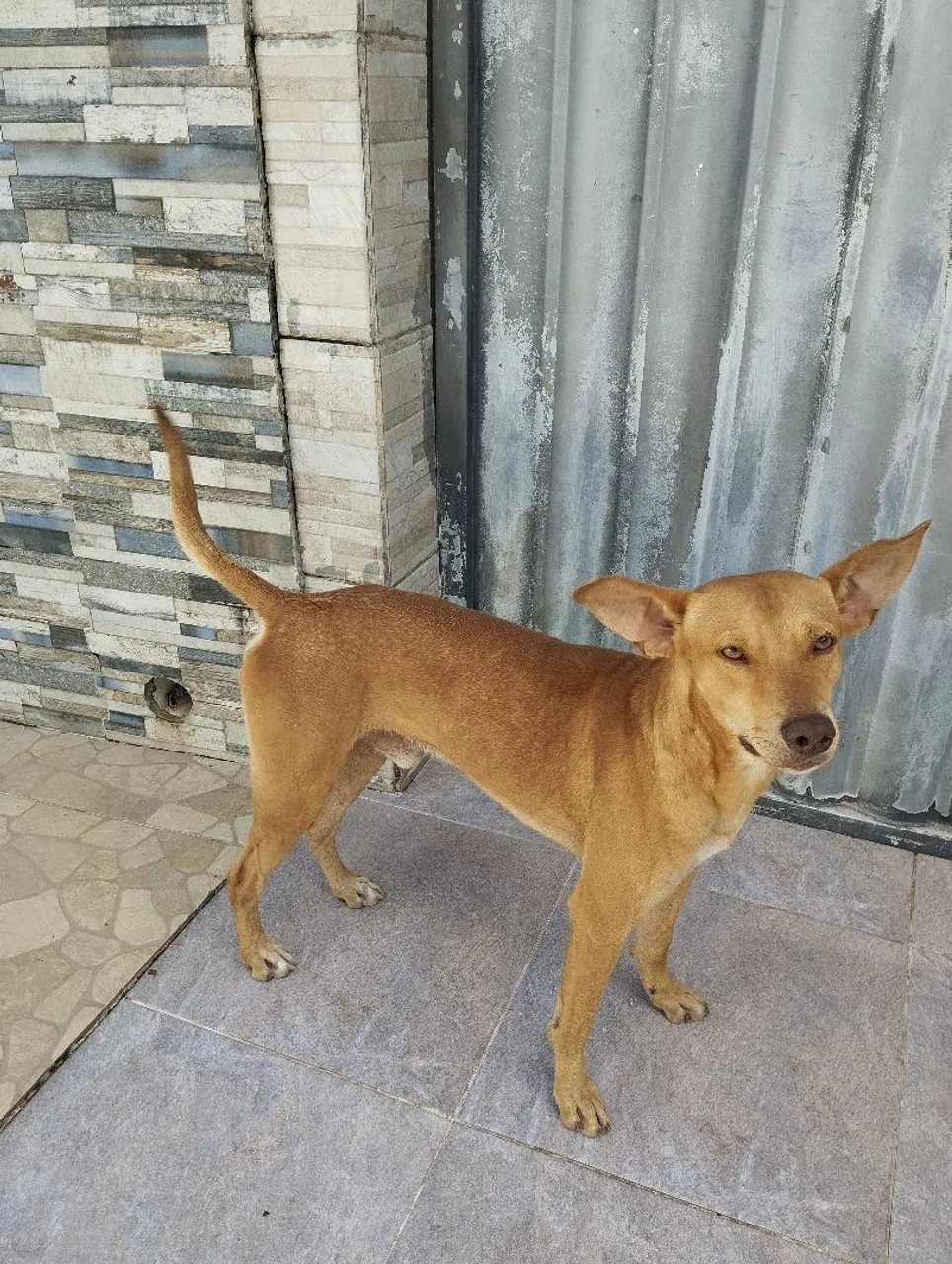 DOAÇÃO Cachorro de porte médio, cor caramelo