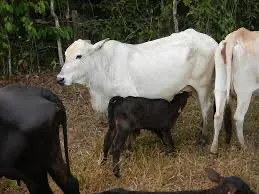 Procuro Caseiro (vaqueiro) que more próximo a montes claros norte de MG
