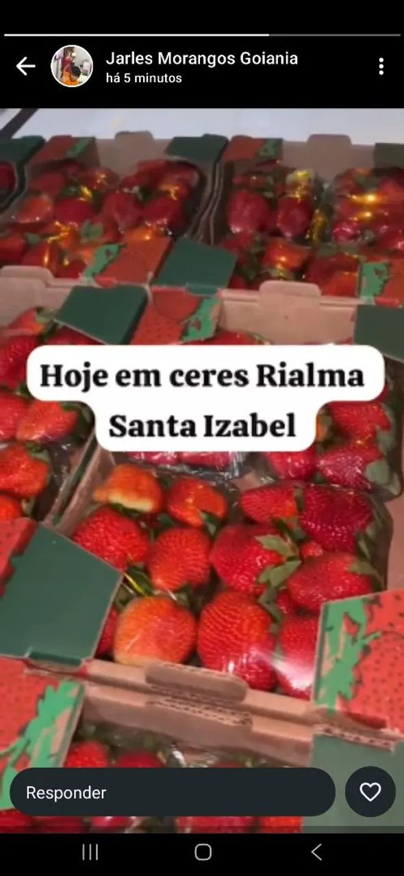 Morango Fresco Direto do Produtor