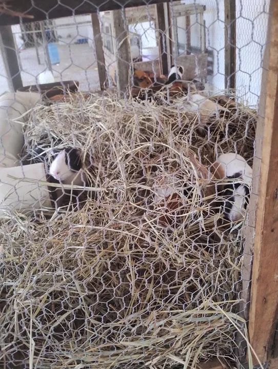 Vendo criação de Porquinho da índia