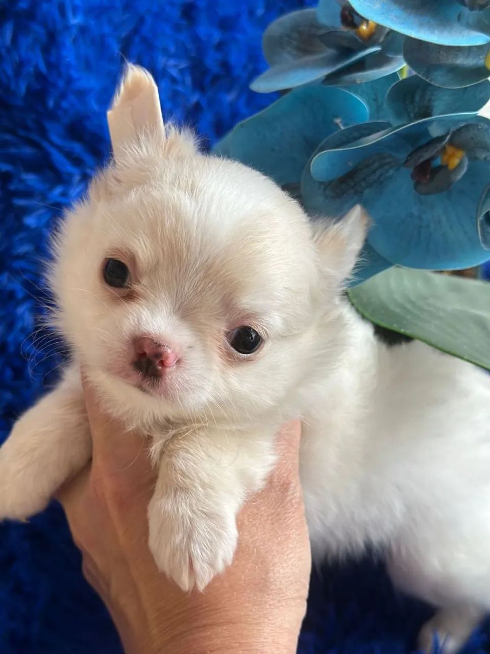 Chihuahua macho pêlo longo creme e branco. Um amor de filhote! - Foto 3