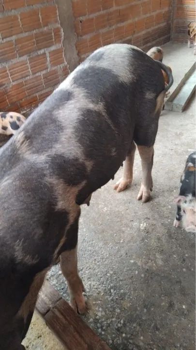 Porco para venda - Foto 5