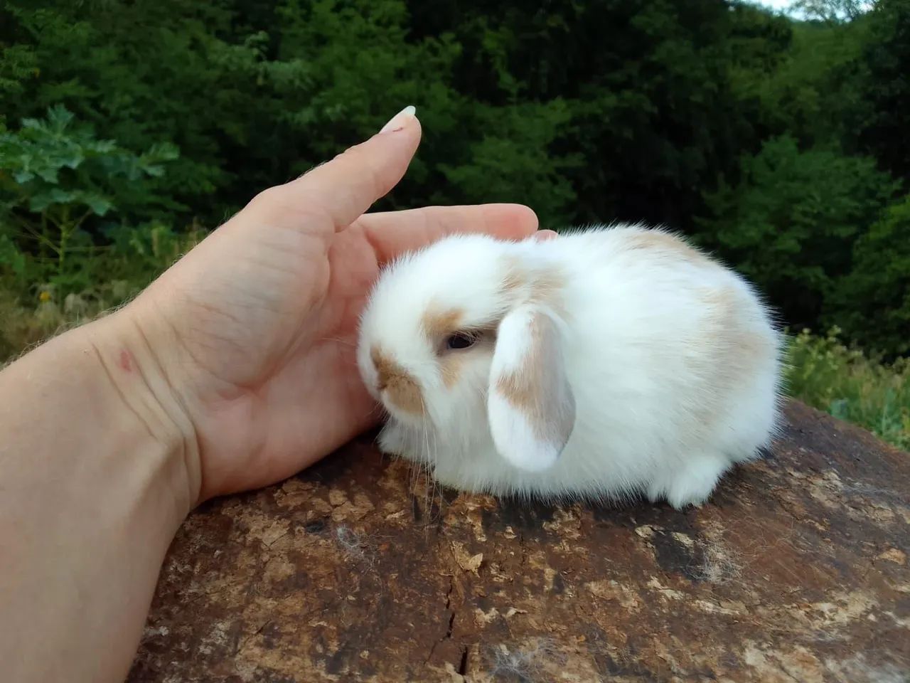 Mini coelho-Lop - Foto 5
