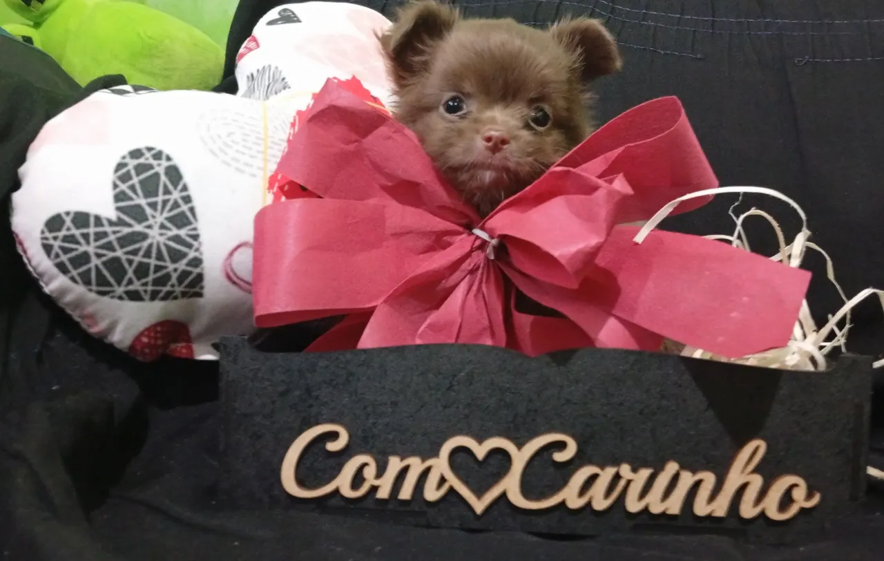 Presente Perfeito Chihuahua Pelo Longo Macho uma Raridade Chocolate Com Pedigree CBKC 