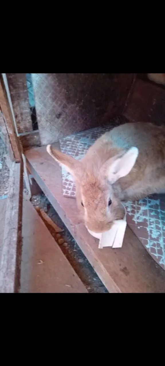 Coelhos Mini Lion  - Foto 4